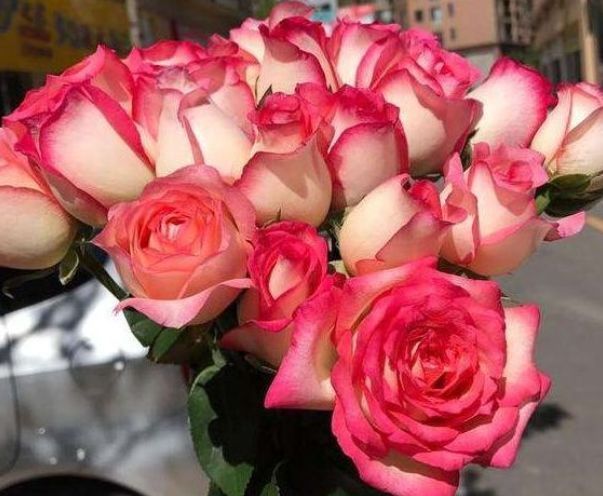 喜欢养菊,不如试试“高档玫瑰”红羽,美艳如少女裙摆,灵动可爱