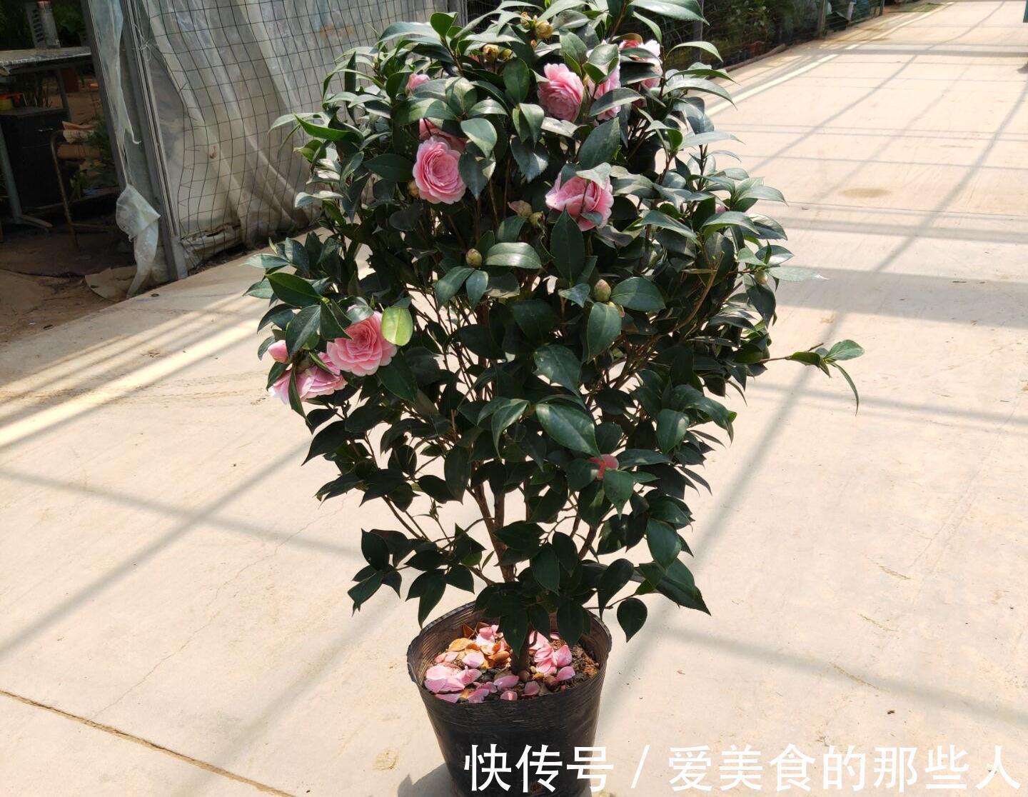 3种花,真的不怕寒冷,零度也能开花、很灿烂花很多特别美