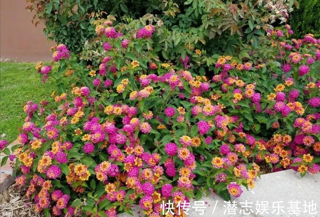 家里养花，避开8种“小毒花”，家里有老人孩子，孕妇的，别靠近