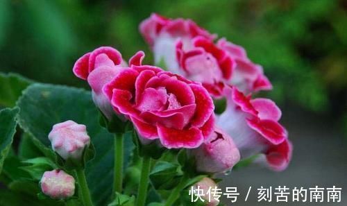 花卉|此花,特别喜阴,家里采光不好也能养,开花又大又鲜艳