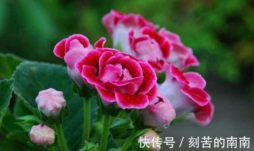 花卉|此花，特别喜阴，家里采光不好也能养，开花又大又鲜艳