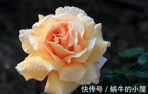 花色|农历7月5日开始，居家养这几款植物，花色清新秀美，繁花似锦