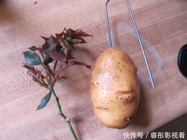 枝条|至今还有人“炒作”土豆扦插月季,实操后发现,土豆长得真不错