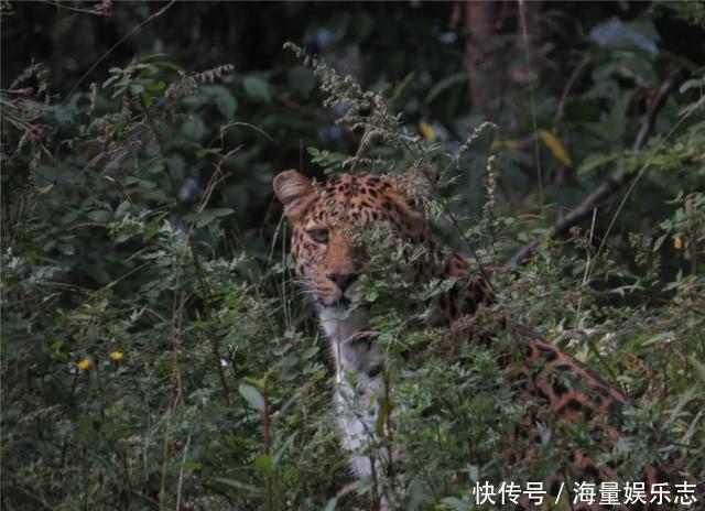 六盘山发现华北豹，不是公路旁遛娃盯着车看，就是泉水边猎食狍子