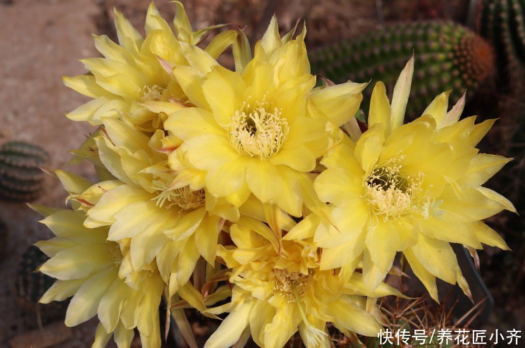 夏季|夏季天热光照强，但是这几种花要使劲晒，晒得越狠，越容易开爆盆