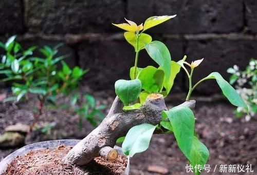 三角梅扦插总不活?吹口仙气,成活率翻倍,20天冒新芽