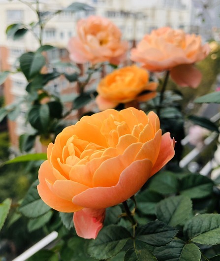 15款经典月季,好看好养,春天开成大花海!