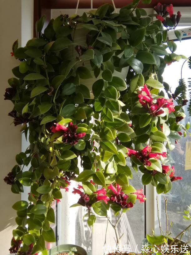 开花最勤的室内盆栽绿植，全年有花开，花型奇特美丽，漂亮又好种