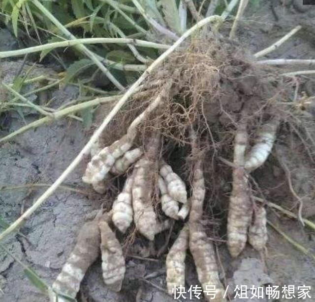 岩黄连|珍贵的1种“野草”,在山坡下繁殖快,人称“地蚕草”,记得珍惜