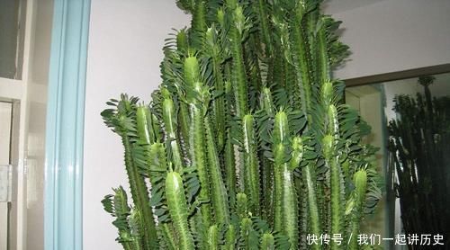 4种花,再好看也别再卧室养,虽然好看,但不合适!