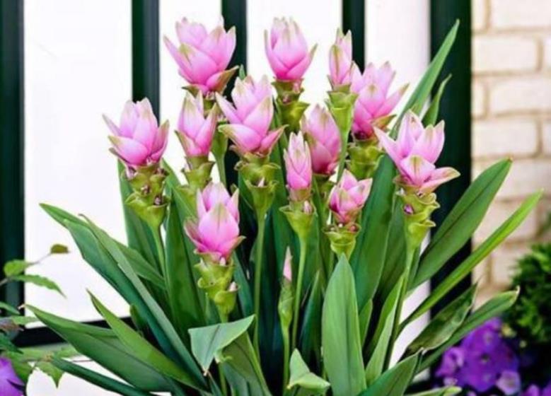 4种花，容易打理易开花，“花香”飘满屋，花美心情好！