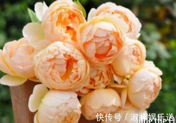 “精品玫瑰”朦胧的朱迪,水果香,端庄秀丽,实属养花首选