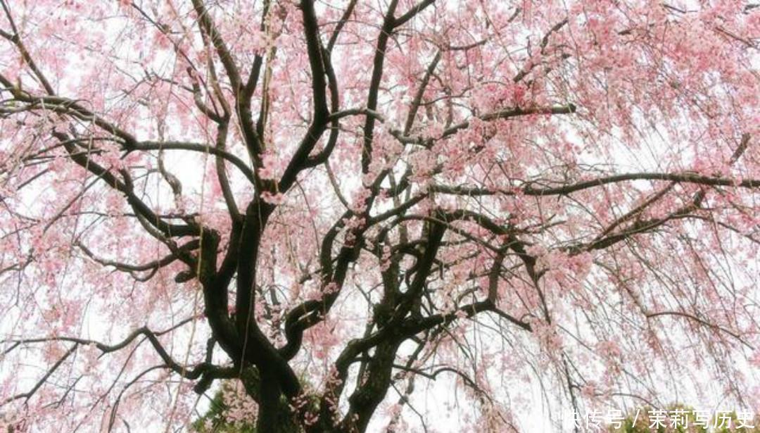 值得|辛弃疾这首词美得令人心醉,惊艳了世人800多年,值得我们一读!