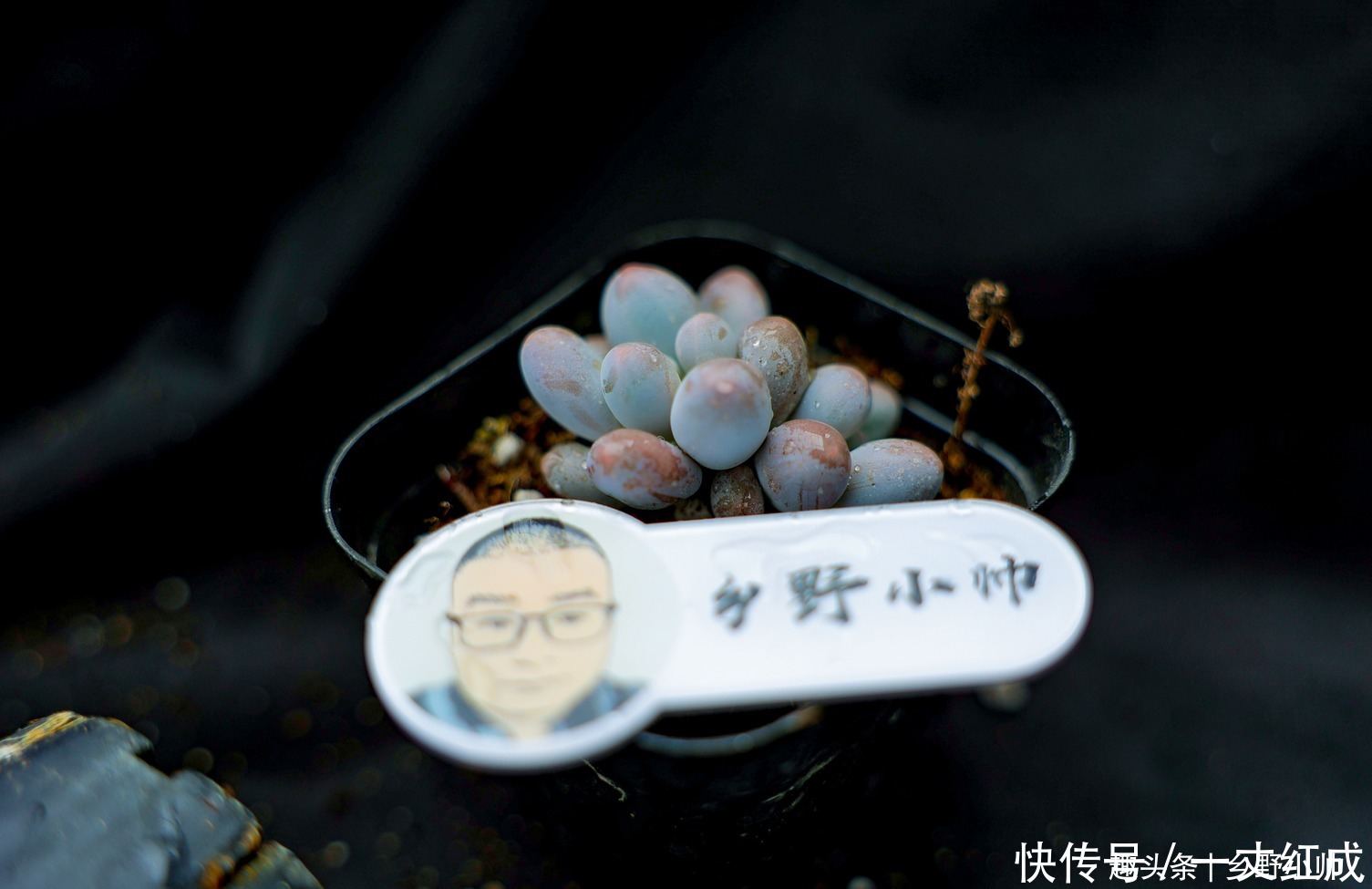 夏天不知道怎么给多肉浇水?听小帅告诉你,夏天可以这样浇水