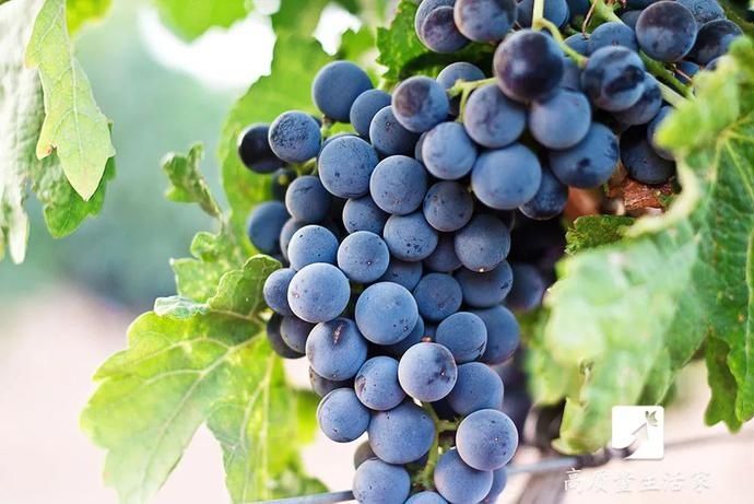 好吃|提子好吃皮难剥,别急,一个妙招轻松搞定~