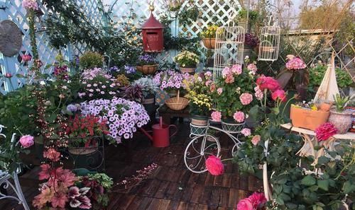 3种“废物”捡回家,扔花盆里,土肥的流油,养花猛长不含糊