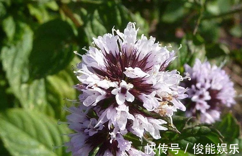 怡人!此花香气幽雅怡人,淡雅花朵却是清而不俗,寓意为愿与你再相逢