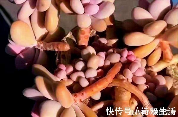 爆盆|多肉养成“独杆司令”莫慌，做好这4步，侧芽猛长，爆盆不难！