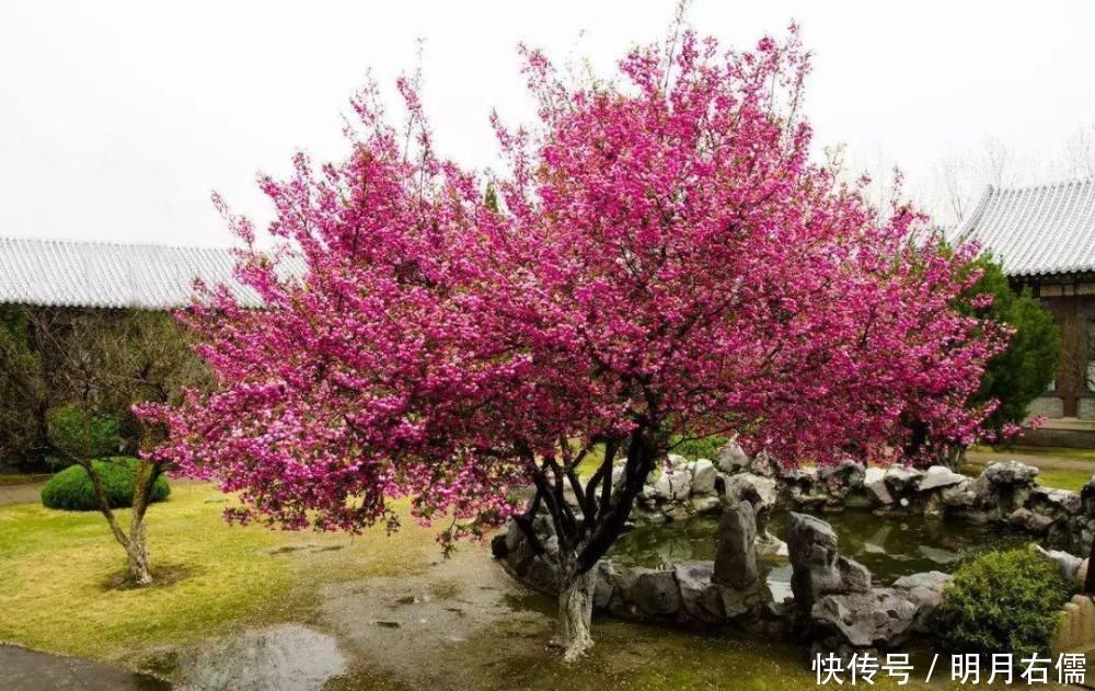 家有庭院绝不可错过的5种花,打造花海无压力,任谁看了都羡慕