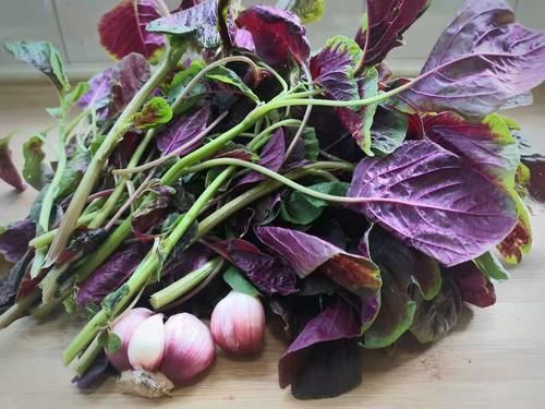 长寿菜|这菜可真是“一宝”，夏天吃最好，清热解暑，利尿除湿，不吃可惜