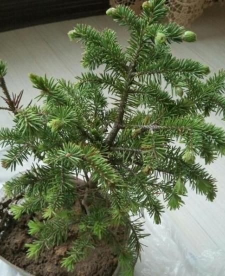 3种树最适合养成“老桩”,再用上“这方法”,还无需花钱就能养