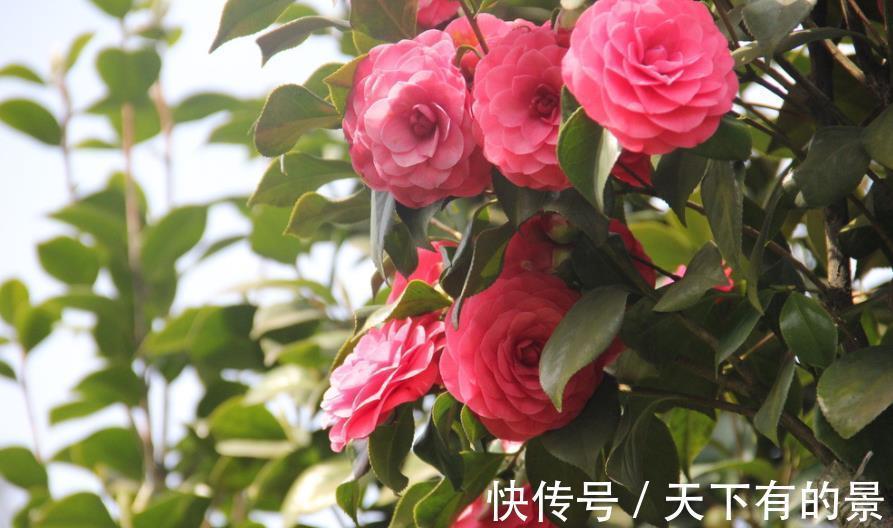 茉莉花|家里养4种花,赶紧喂点大补肥,30天开出一片花海