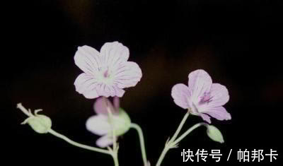 李时珍|一味不被重视的中药,祛风湿,通经络,李时珍说“浸酒,大有效”