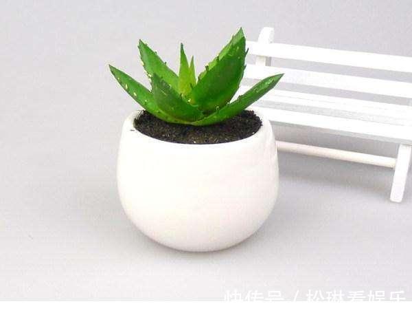 浇水|芦荟一直瘦瘦的,喂点“零食”爱蹿个,新芽也能长不停!