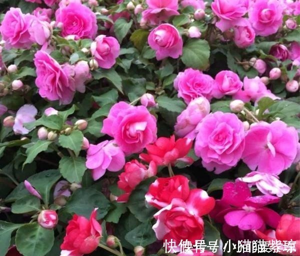 漂亮|四季开花的花,我建议你养这1种,开花多多,比玫瑰和茶花都漂亮!
