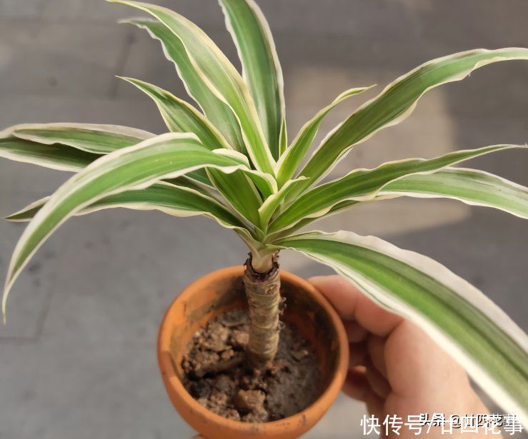 普普通通的吊兰，被养成了“老桩”，花友：袖珍版龙血树