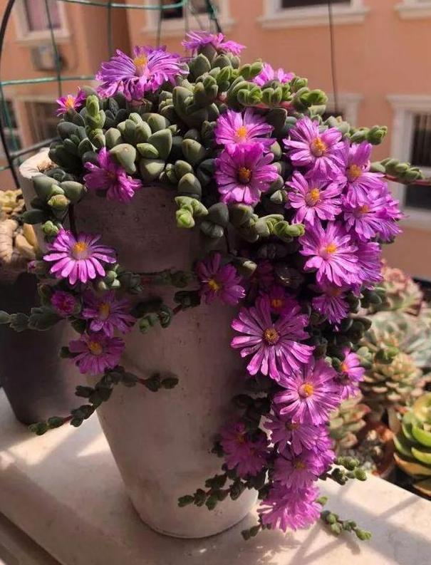 养多肉老桩，不想它茎叶长得乱糟糟就从这4方面着手提升颜值