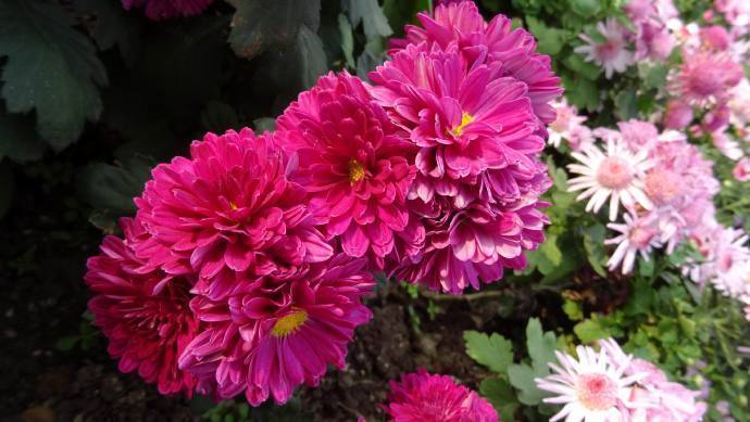 喜欢菊花，就养“优良品种”水晶紫，小巧艳丽，花型饱满！