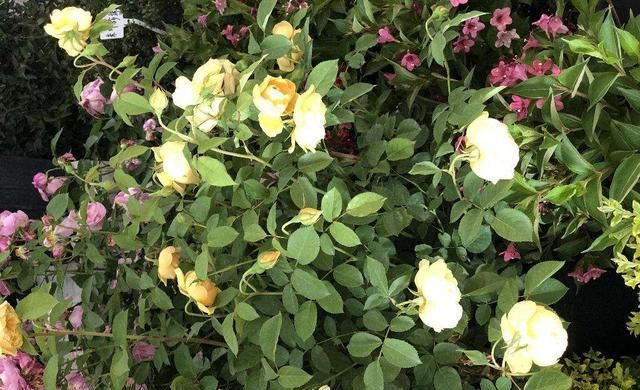 养花就得舍得剪，找对地方剪两刀，嘭嘭开出大花苞