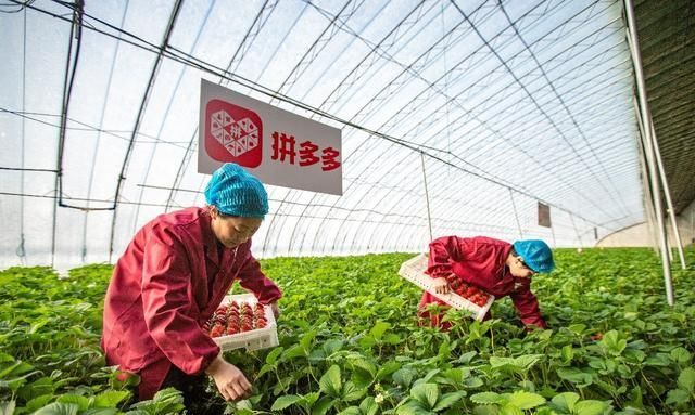 附加值|谁在“百亿补贴”卖农货？
