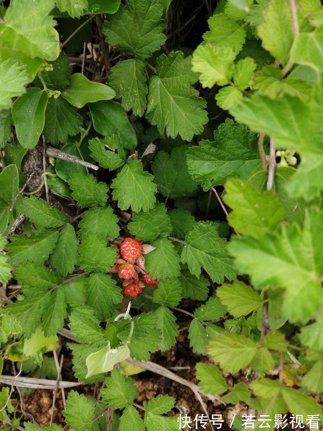 小孩|有种野果叫蛇莓,比草莓还好吃,大人却说不能吃,为啥?