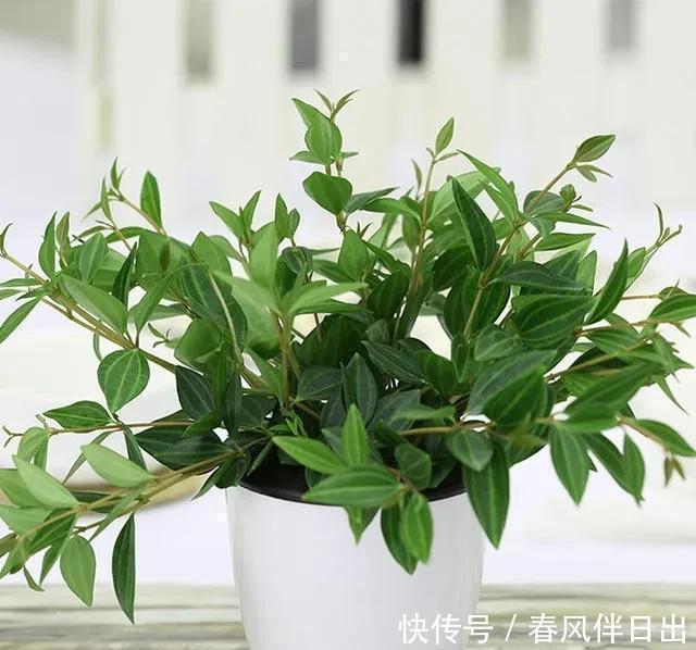 碰碰香|不管有钱没钱,家里养这十种植物,招财镇宅又养人