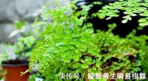 君子兰|4种花适合夏天养，开花爆盆花期长，家里财运亨通，旺运一整年