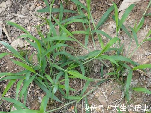 地头|提个醒在田间地头遇见此野草,一定要拔回家,现在知道还不晚