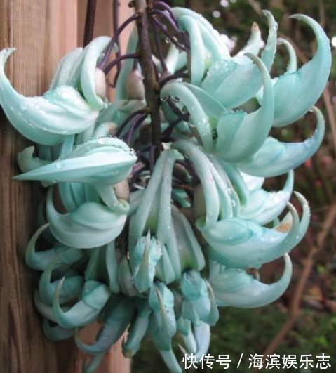 蓝绿色|它拥有世上独一无二的颜色,被誉为大自然的一串蓝,花开超美