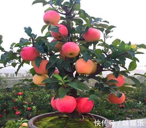 阳台别只种花草,试试种盆栽果树,养护简单易结果,想吃随手摘