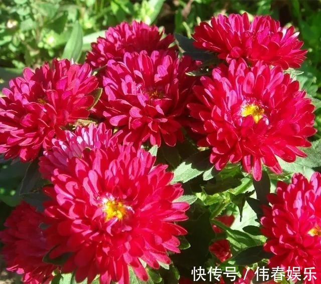 夏天|养花技巧夏天最好养的花,一开花就成球,爆满整个小阳台