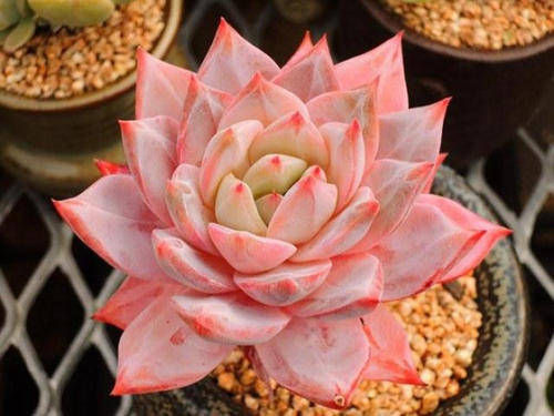 现在开始,养多肉植物给它浇一种水,一个月胖一圈