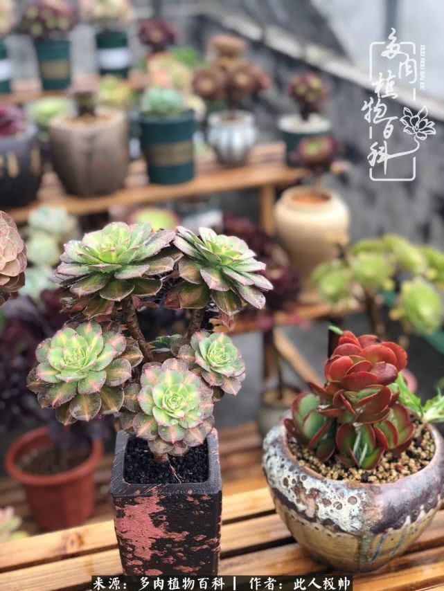 骄阳艳玫瑰，梦幻魔法师！独爱你的百媚千红！