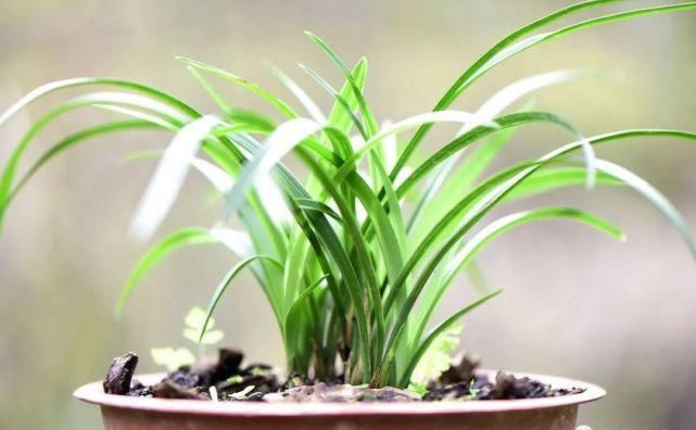 叶面肥|兰花怎么施肥?简单实用的4种方法,养好兰花不再难