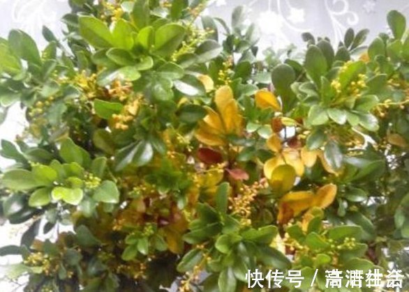 装修|老婆用装修时剩下的“小东西”，埋在花盆里面，花就没有黄过叶