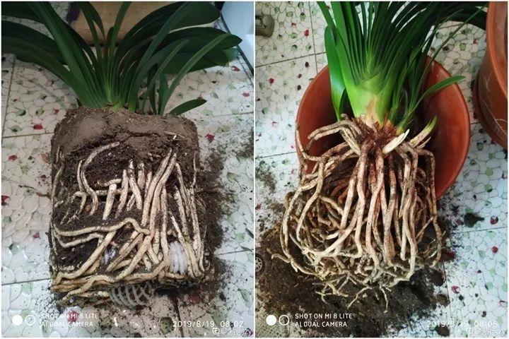 秋天给花铲一锹,一盆变五盆,根本不用扦插!