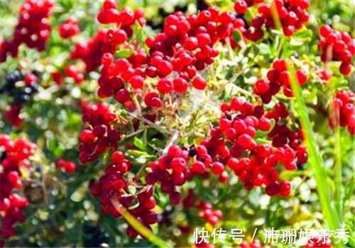 子宫|女人爱美，冬季要常吃4种食物，营养丰富、延缓衰老，好吃又不贵