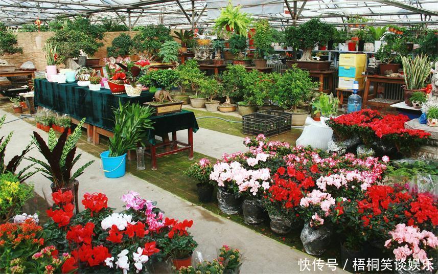 商家|为什么卖花的大棚里花土都干得不行了,花叶还是绿油油的呢?