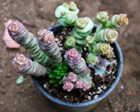 给钱串子换盆换土,几种方法务必掌握,能让钱串子长得快又好