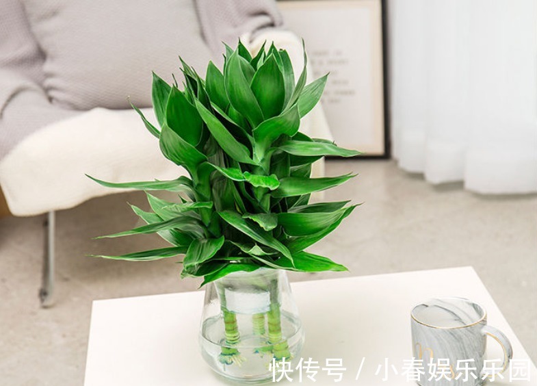 建议爱花人:客厅别养富贵竹了,这一盆栽更值得养,寓意是真好